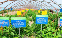 江苏睢宁以科技赋能茄果产业